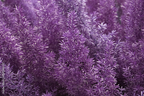 Closeup pine tree - nature purple color in the garden - abstract background - image Houseplant gardening backdrop