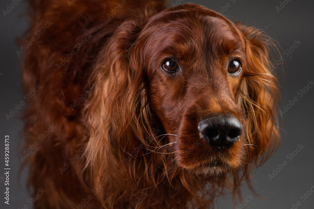 Portrait of Irish setter on black background