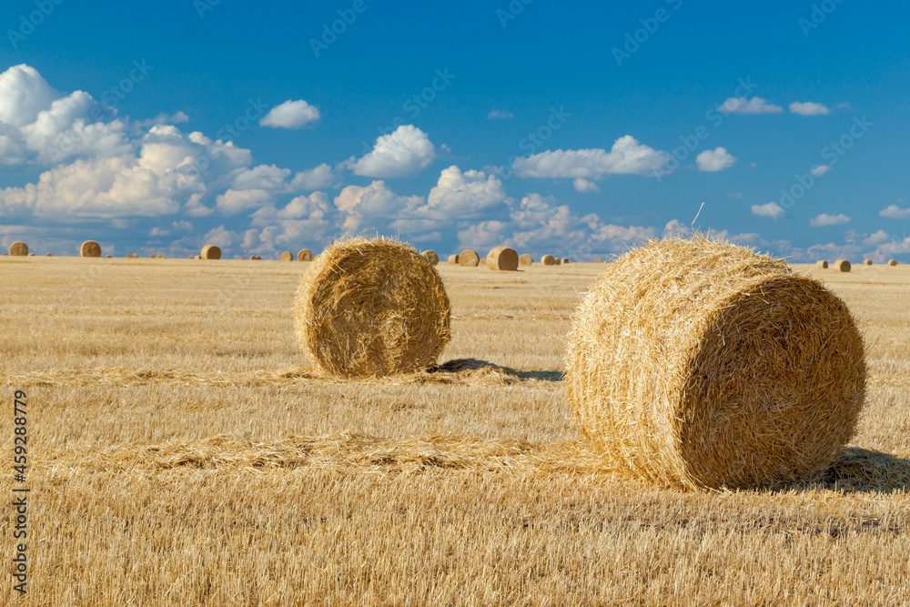 Bales of straw background with copy space. Lots of bales of straw at the agricultural field. Authentic farm series
