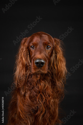 Portrait of Irish setter on black background