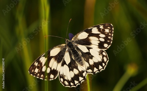 close-up of a butterfly on a green background glatea butterfly with spread wings