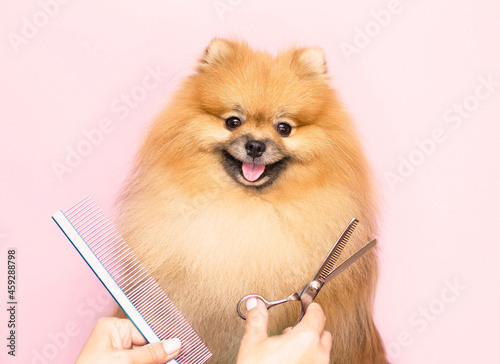 Obraz na płótnie Grooming
