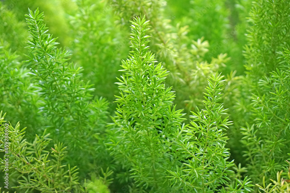 Closeup pine tree - nature green color in the garden - abstract background - image