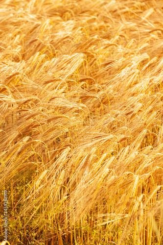 Reife Gerstenähren im Sommer in einem Getreidefeld