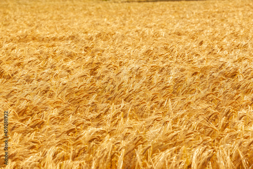 Reife Gerstenähren im Sommer in einem Getreidefeld