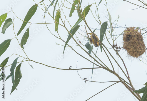 Asian Golden Weaver