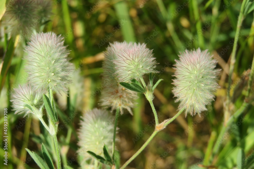 Rabbitfoot clover flowers in the meadow, closeup Rabbitfoot clover flowers in the meadow, closeup