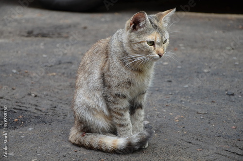 cat on the beach
