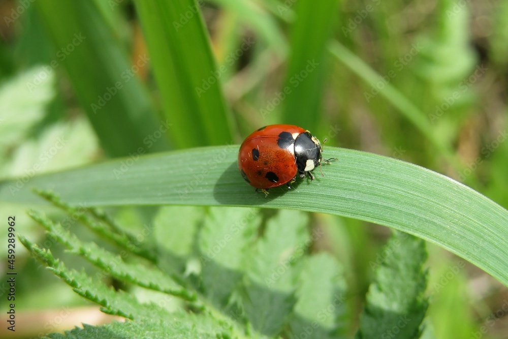 Fototapeta premium Red ladybug on a blade of grass in the garden, closeup