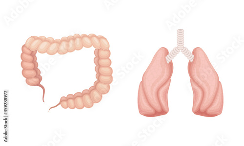 Intestine and lungs donor human organs set cartoon vector illustration