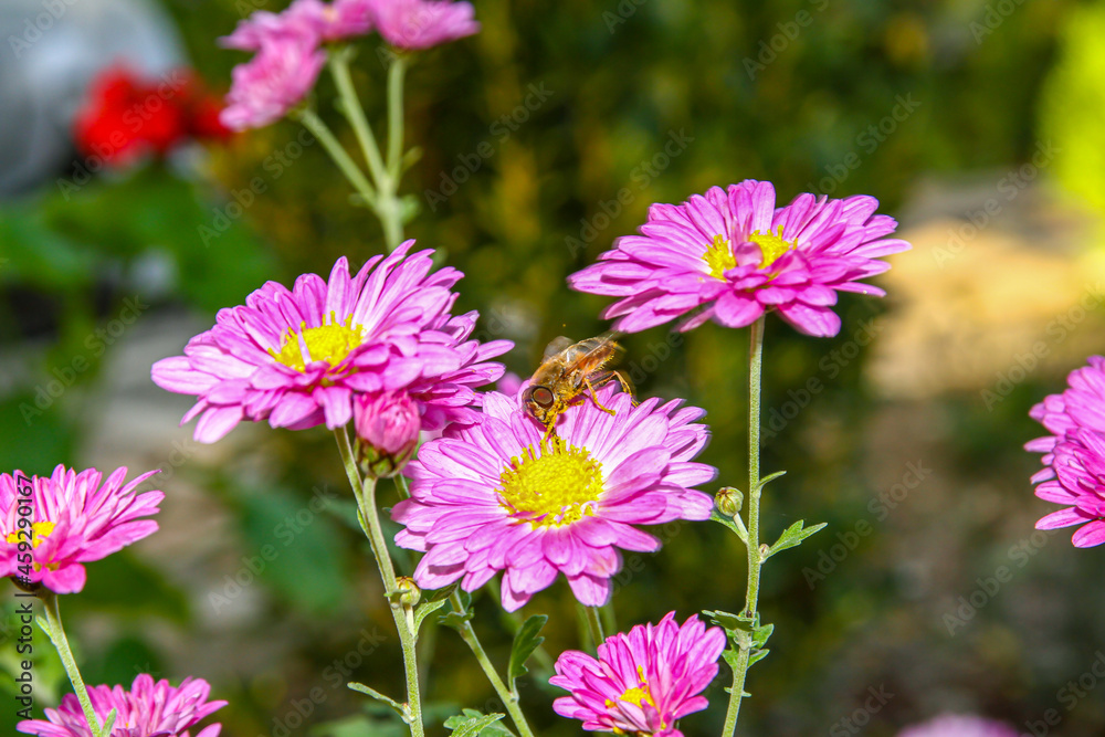 Pink Flower With A Bee Collecting Honey Pink Flower With A Bee Collecting Honey