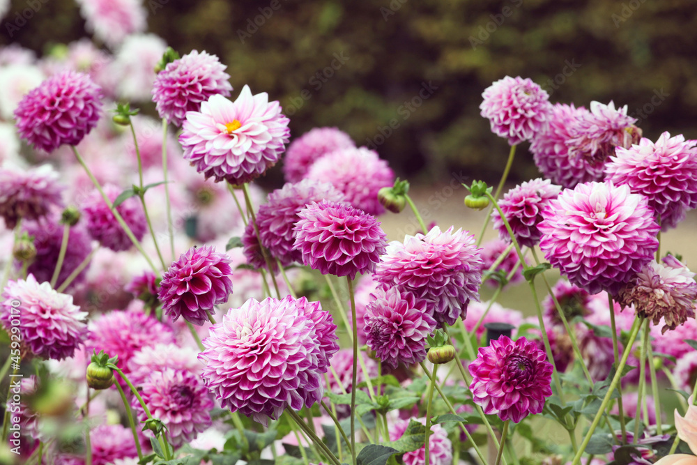 Ball dahlia 'Hillcrest Jonathan' flowers in bloom Ball dahlia 'Hillcrest Jonathan' flowers in bloom