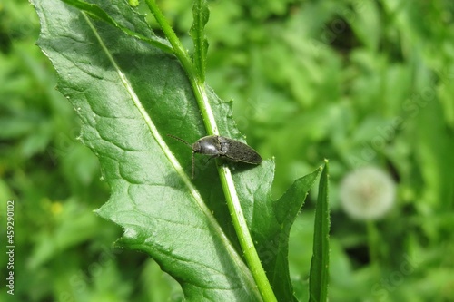 Black agriotes beetle resting on green leaf in the meadow on natural green plants background photo