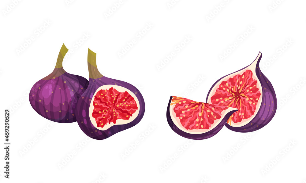 Fresh ripe delicious juicy figs set. Whole and cut in half and quarter tropical fruit vector illustration