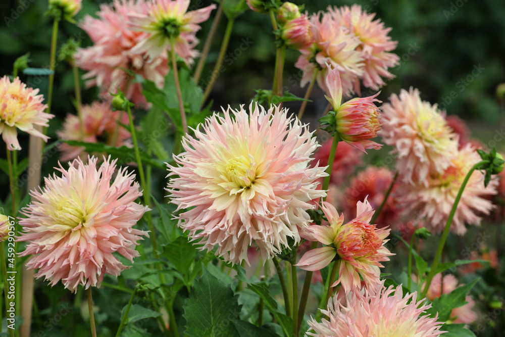 Fimbriated decorative Dahlia 'Hapet Champagne' flowers in bloom Fimbriated decorative Dahlia 'Hapet Champagne' flowers in bloom