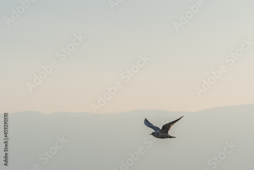 gulls fly over lake Ohrid © aleksandar nakovski