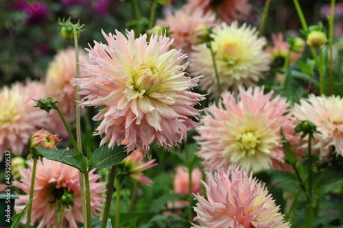 Fimbriated decorative Dahlia  Hapet Champagne  flowers in bloom
