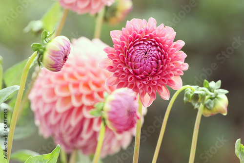   Pink Dahlia 'Jowey Winnie'' in flower