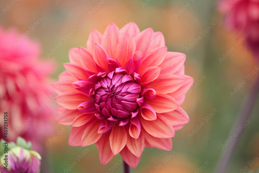 Fototapeta premium Orange Dahlia 'American Dawn' in flower
