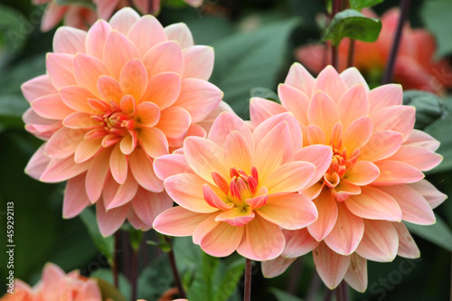 Decorative Dahlia 'Mister Frans' in flower
