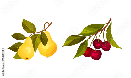 Pear and cherry tree branches set. Twigs with green leaves and ripe juicy fruits vector illustration