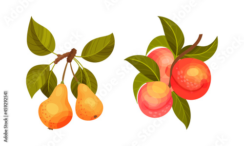 Fototapeta Naklejka Na Ścianę i Meble -  Peach and pear tree branches set. Twigs with green leaves and ripe juicy fruits vector illustration