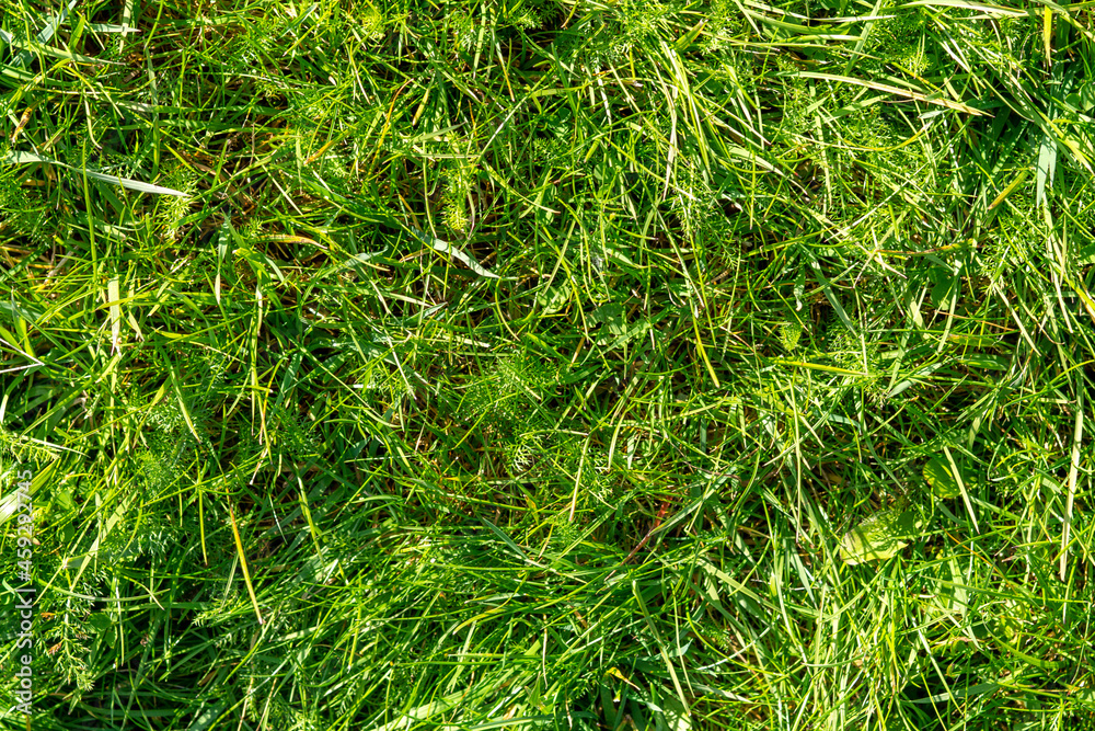 Emerald green natural background of soft juicy tender grass. Green lawn Emerald green natural background of soft juicy tender grass. Green lawn