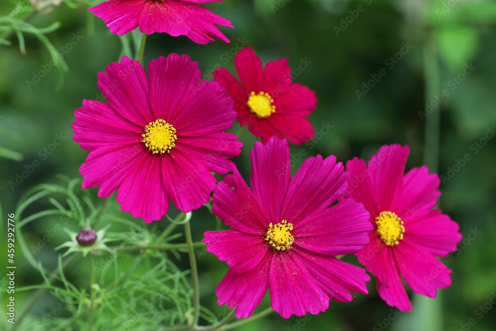 Deep Pink cosmos blooming in the late summer