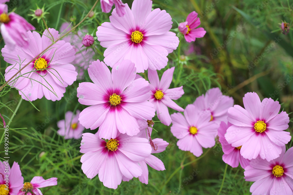 Pink cosmos blooming in the late summer Pink cosmos blooming in the late summer