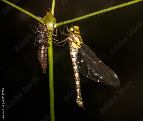 Macro of a dragnonfly