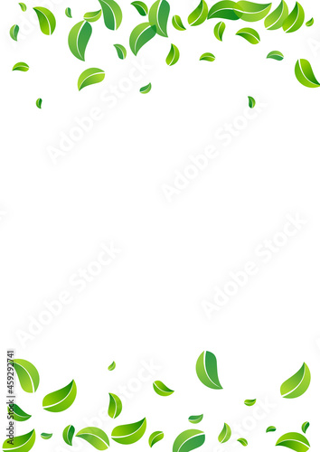 Green Leaves Organic Vector White Background
