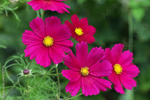 Deep Pink cosmos blooming in the late summer