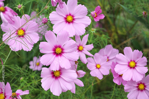 Pink cosmos blooming in the late summer