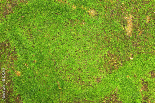 Fototapeta Naklejka Na Ścianę i Meble -  Close up of green moss texture background is growing on the old stone wall.