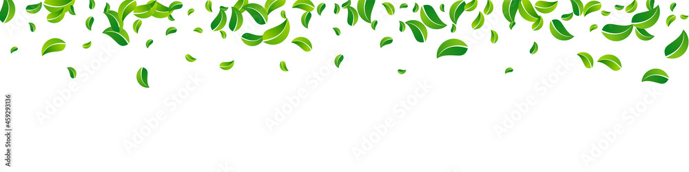 Mint Leaf Ecology Vector Panoramic White