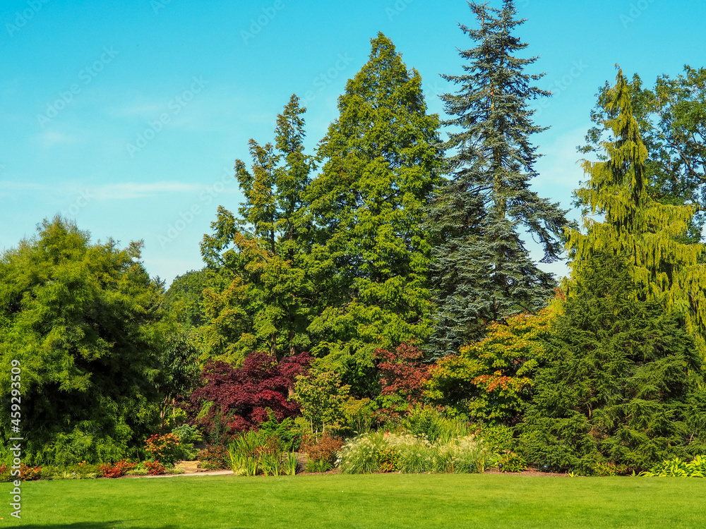Naklejka premium Beautiful green trees and plants in an English summer garden