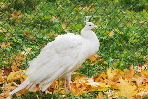 White female peacock on a background of green grass and autumn yellow leaves