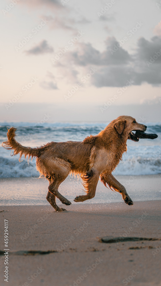 Fototapeta premium A dog playing on the beach.