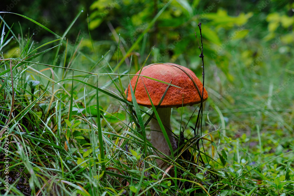 White mushroom in the grass in the forest
White mushroom in the grass in the forest