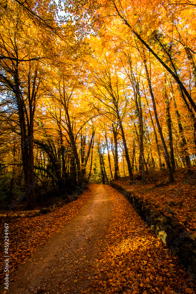 Autumn in La Fageda D En Jorda Forest, La Garrotxa, Spain