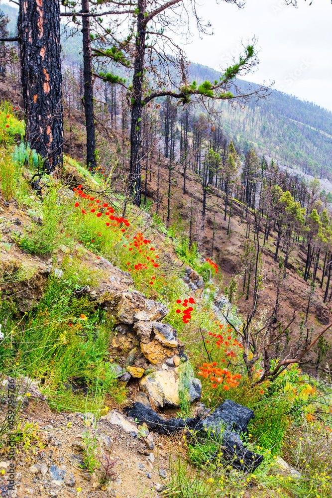 Fototapeta premium Burned forest in Caldera De Taburiente Nature Park, La Palma Island, Canary Islands, Spain
