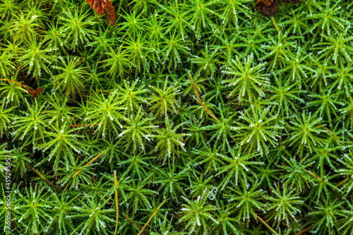 peat moss (Sphagnum palustre), Sphagnum, or peat-moss Girgenzona (Sphagnum girgensohnii Russ), macro