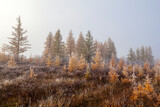 Beautiful autumn landscape, frost on the branches of trees, the first snow, forest-tundra, first frost, forest in fog