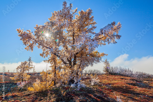 Beautiful autumn landscape, frost on the branches of trees, the first snow, forest-tundra, first frost, forest in fog
