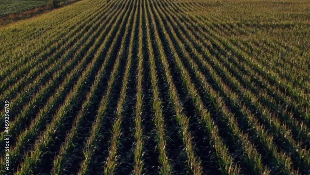 ariel view of a farmers field on a sunny day ariel view of a farmers field on a sunny day
