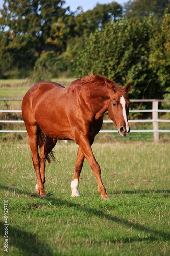 beautiful brown horse portrait on the paddock