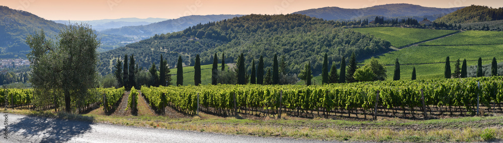Obraz premium Beautiful rows of vines on september in the Chianti Classico Area near Pontassieve at sunset, harvest time. Vineyards in Tuscany, Italy.