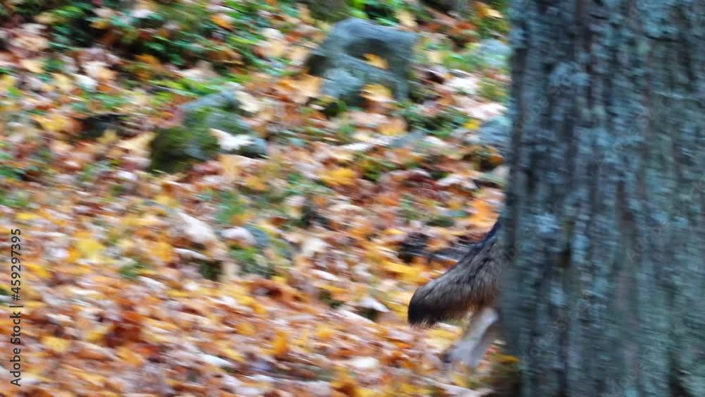 coyotes in the woods in fall 
