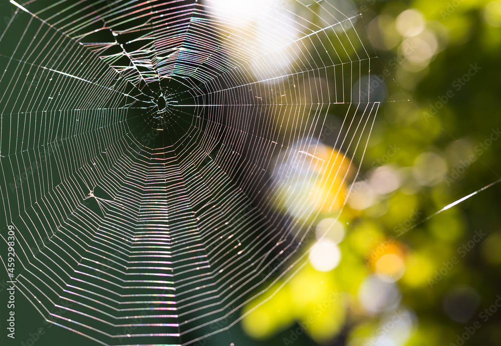 Spider s Web on a green blurry background Spider s Web on a green blurry background
