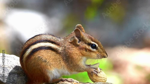 Closeup of cute little chipmunk eating a peanut.